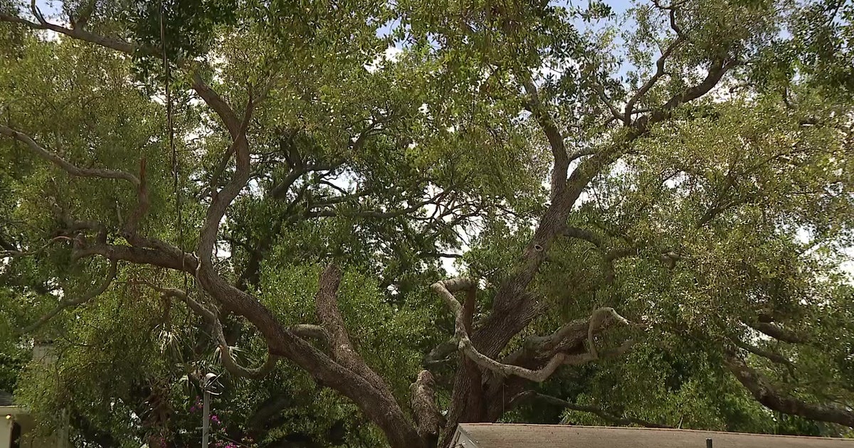 2024 hurricanes wiped out years of growth for Tampa’s tree canopy: Study