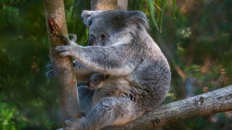 This photo provided by the Palm Beach Zoo Conservation Society...