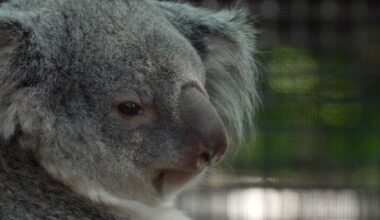 Meet the baby koala hiding in its mom's pouch at a Florida zoo's new Outback habitat