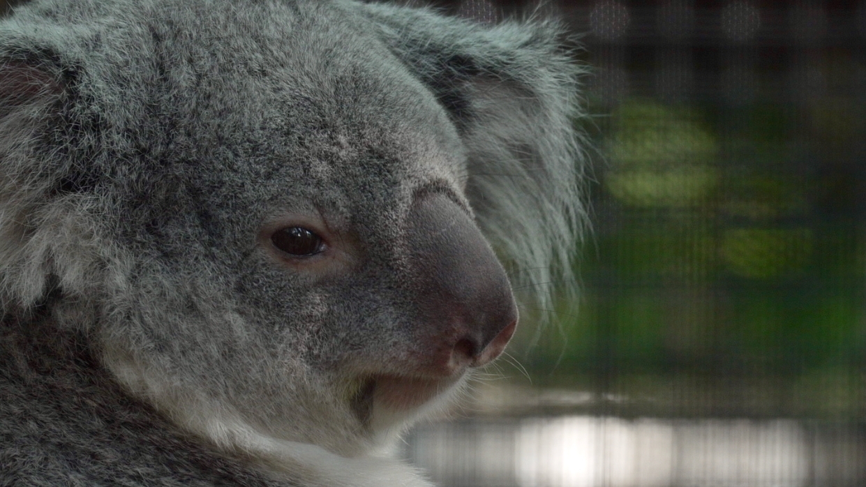 Meet the baby koala hiding in its mom's pouch at a Florida zoo's new Outback habitat