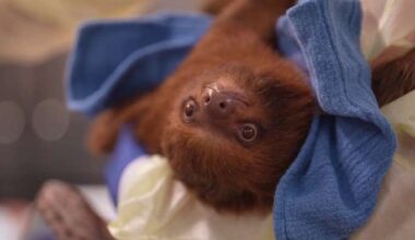 Sloth attraction on I-Drive shut down before opening after dozens of animal deaths, officials say