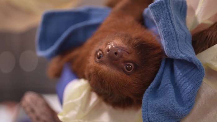 Sloth attraction on I-Drive shut down before opening after dozens of animal deaths, officials say