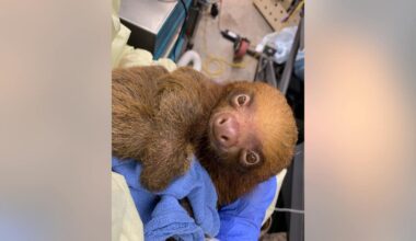 Central Florida Zoo shares condition update on imported sloths