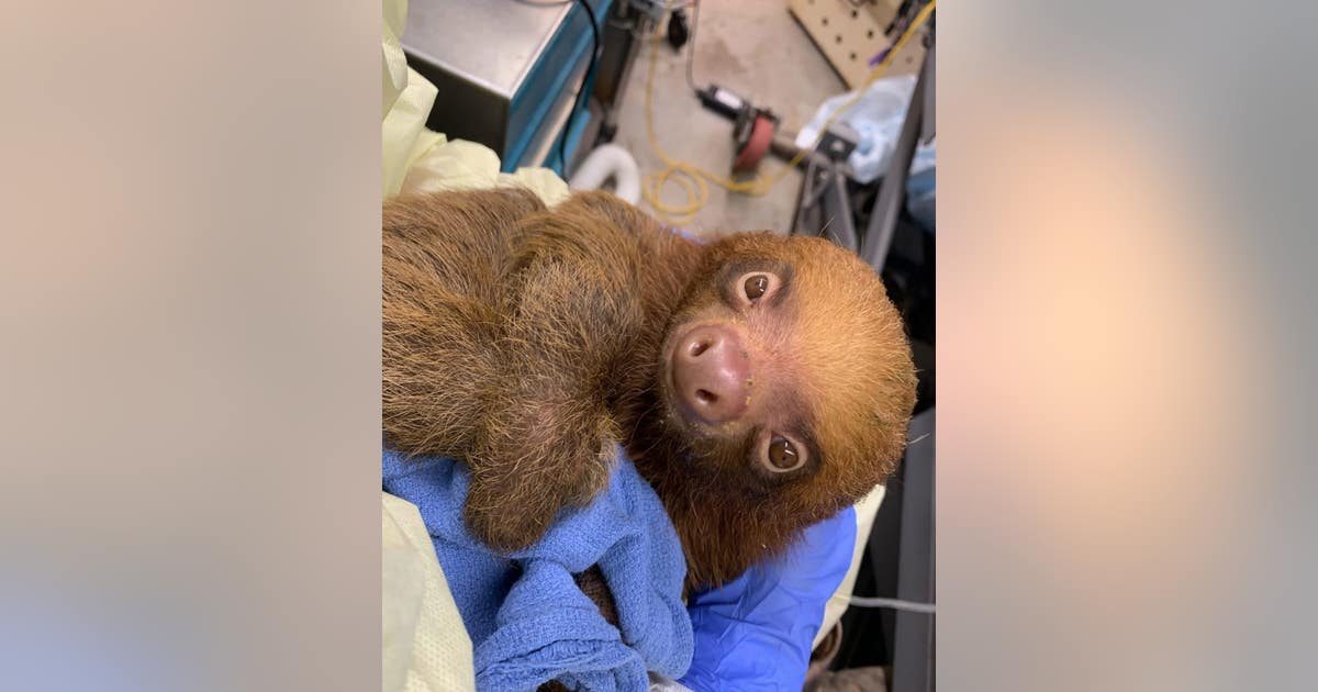 Central Florida Zoo shares condition update on imported sloths