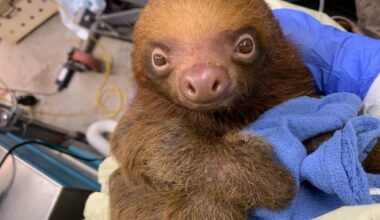 How did a tragedy like Sloth World happen? Find answers – Orlando Sentinel