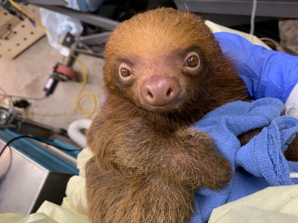 How did a tragedy like Sloth World happen? Find answers – Orlando Sentinel