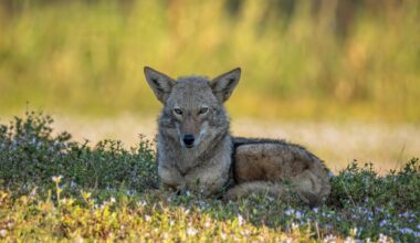 Best SW Florida reader photos include Cape Coral, Fort Myers