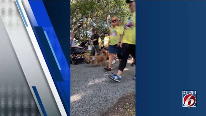Hundreds gather for annual Paws for Peace walk