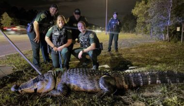 Deputies capture 11-foot alligator near Orange County apartments