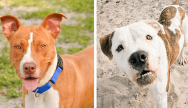 Dice and Sebastian Await Forever Homes at Broward County Animal Care • Coral Springs Talk