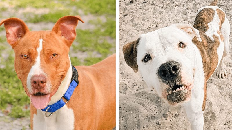 Dice and Sebastian Await Forever Homes at Broward County Animal Care • Coral Springs Talk