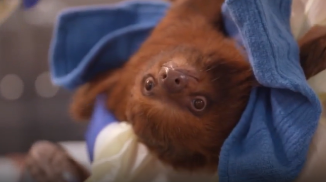Oviedo Mall teams up with Central Florida Zoo to aid sloth rescue