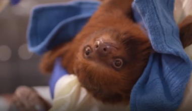 Bandit, sloth bound for closed Sloth World attraction, dies