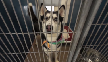 Tampa Bay shelter celebrates National Adopt a Shelter Pet Day with adoption specials
