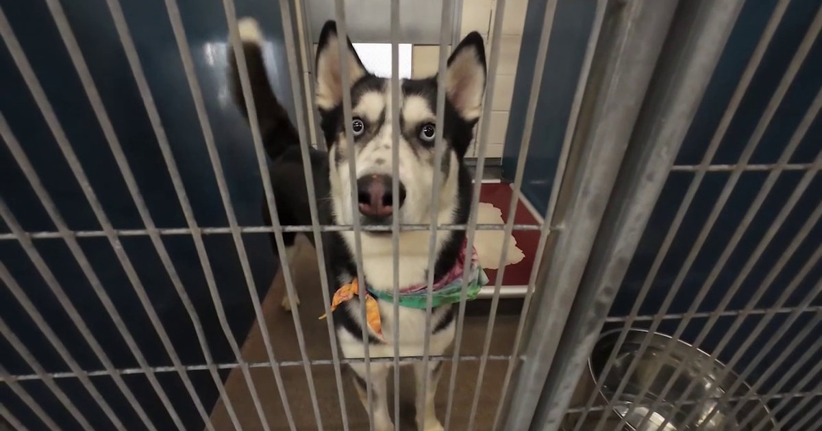 Tampa Bay shelter celebrates National Adopt a Shelter Pet Day with adoption specials
