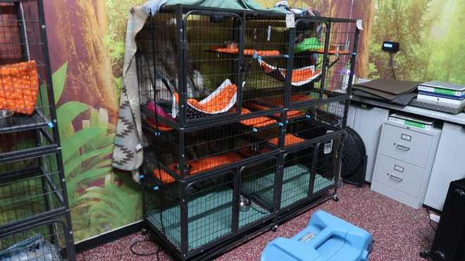 Sloths in cages at Florida warehouse
