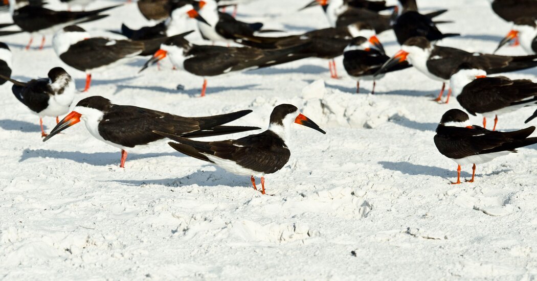 Hundreds of Mothballs Spread on Florida Beach, Wildlife Officials Say