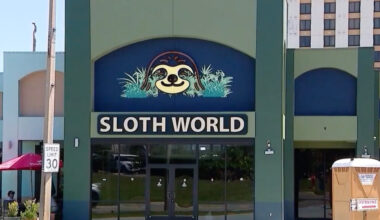 31 Sloths Acquired by an Orlando Animal Attraction Died, Officials Say