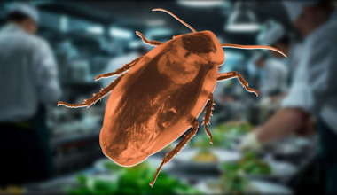 6 more eateries shut down in Central Florida