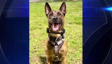 Fort Lauderdale K-9 shot during pursuit of suspected burglar to undergo surgery; suspect identified and charged - WSVN 7News | Miami News, Weather, Sports