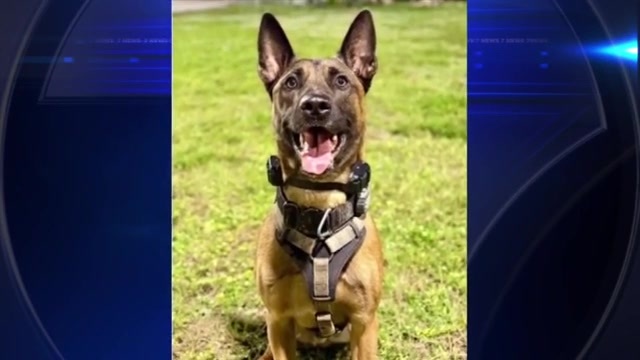 Fort Lauderdale K-9 shot during pursuit of suspected burglar to undergo surgery; suspect identified and charged - WSVN 7News | Miami News, Weather, Sports