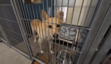 Miami-Dade, Broward animal care agencies waive fees on Adopt a Shelter Pet Day; adoption pop-up held at MIA - WSVN 7News | Miami News, Weather, Sports