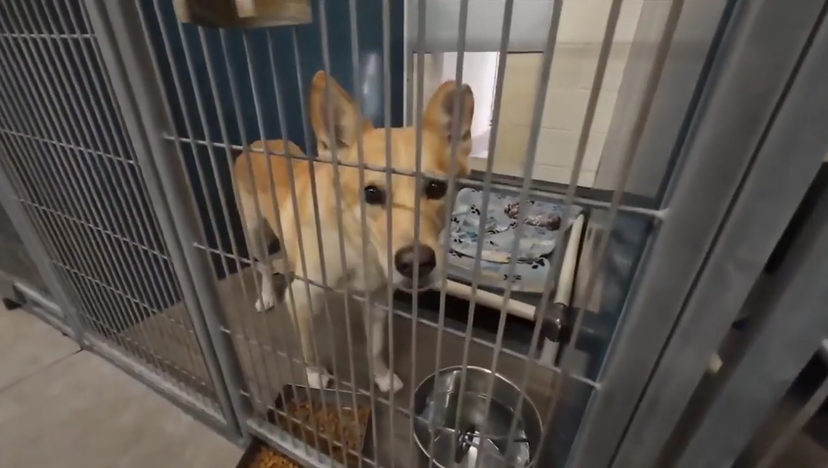 Miami-Dade, Broward animal care agencies waive fees on Adopt a Shelter Pet Day; adoption pop-up held at MIA - WSVN 7News | Miami News, Weather, Sports