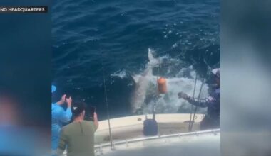 Family catches, releases 10-foot Great White Shark in Florida
