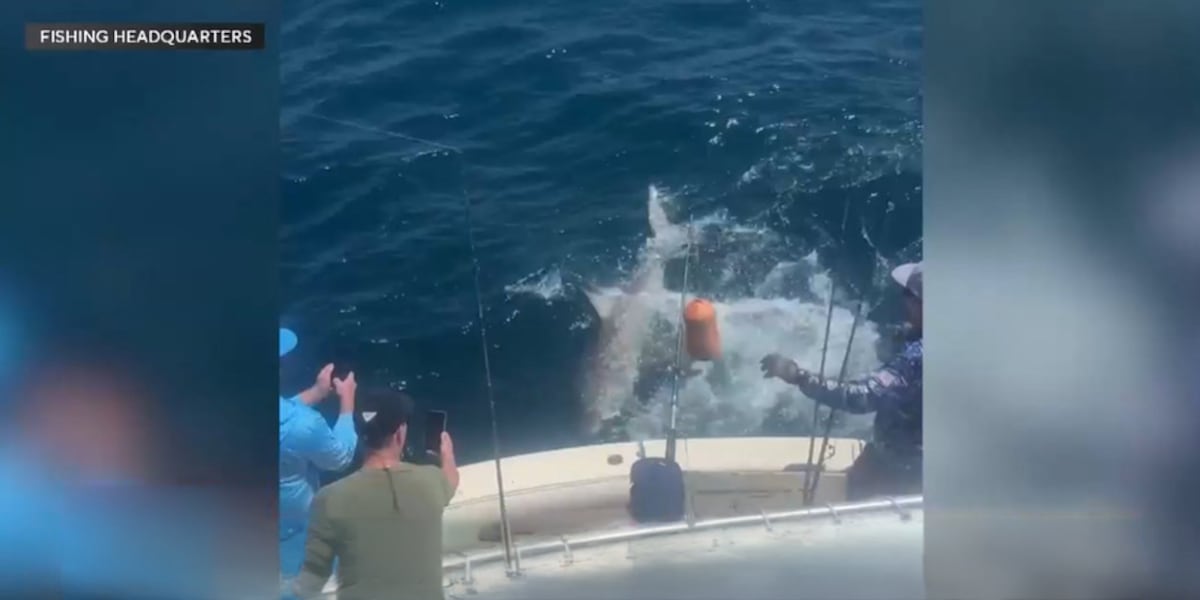 Family catches, releases 10-foot Great White Shark in Florida