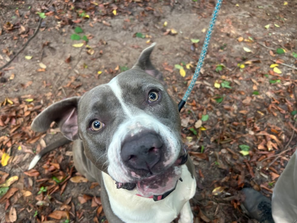 Wade's tail wags at warp speed and his goofy grin is irresistible!