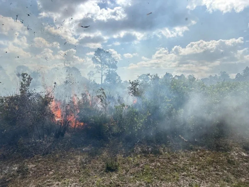 Prescribed fire applied in the Sand Lakes Restoration Area in Indian River County to reduce hazardous fuel loads, improve habitat conditions, and support the growth of native, fire-adapted vegetation.