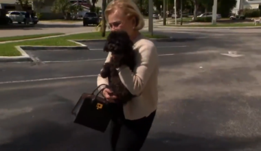 Coco, missing puppy that was inside Bentley stolen in Fort Lauderdale, reunited with owner - WSVN 7News | Miami News, Weather, Sports
