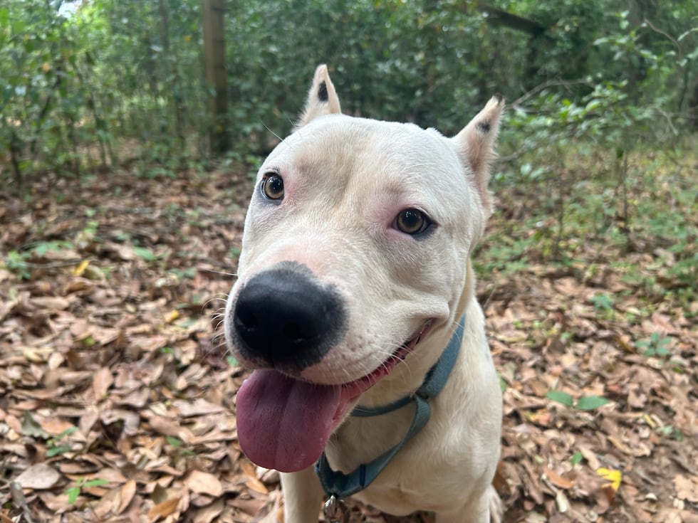 Tank is an outdoorsman at heart. Almost giddy to get off the beaten path and into the woods.