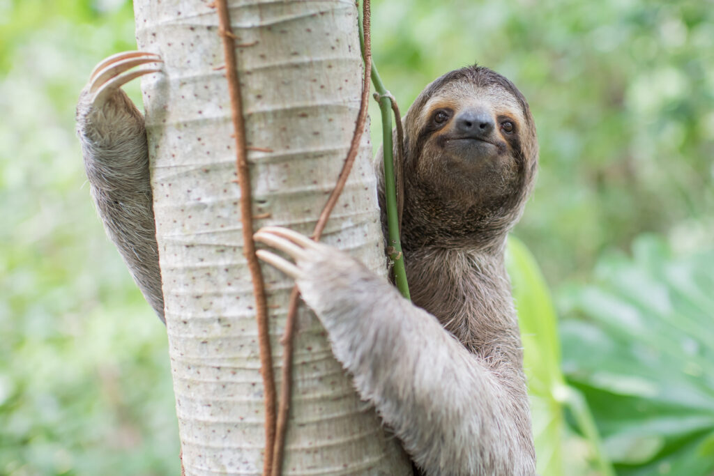 A wild male three-fingered sloth climbs a tree in Manuel Antonio, Costa Rica. Credit: Sam Trull