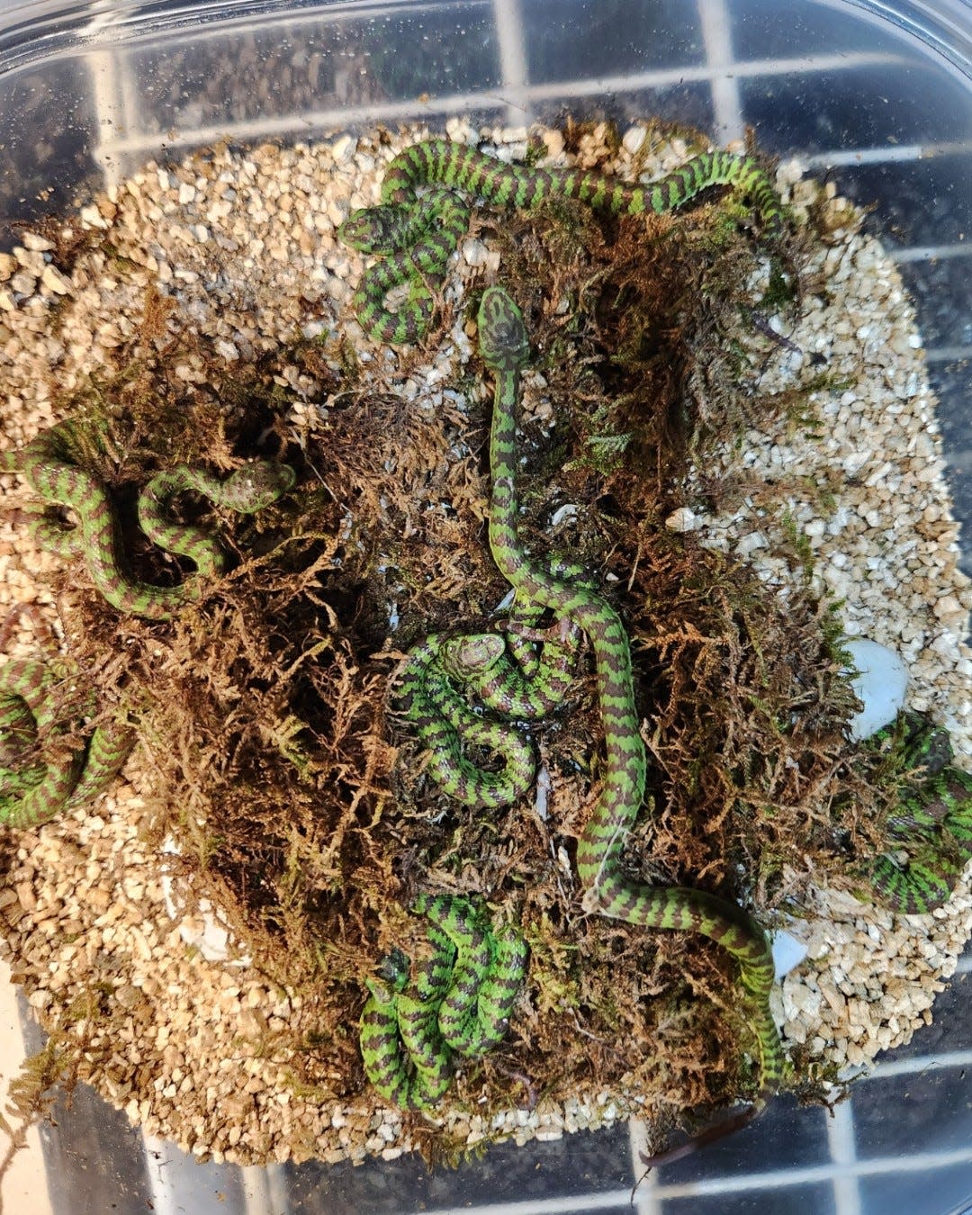 A view from above of the history-making hatching of 14 rare Philippine pit vipers at the Jacksonville Zoo and Botanical Gardens.