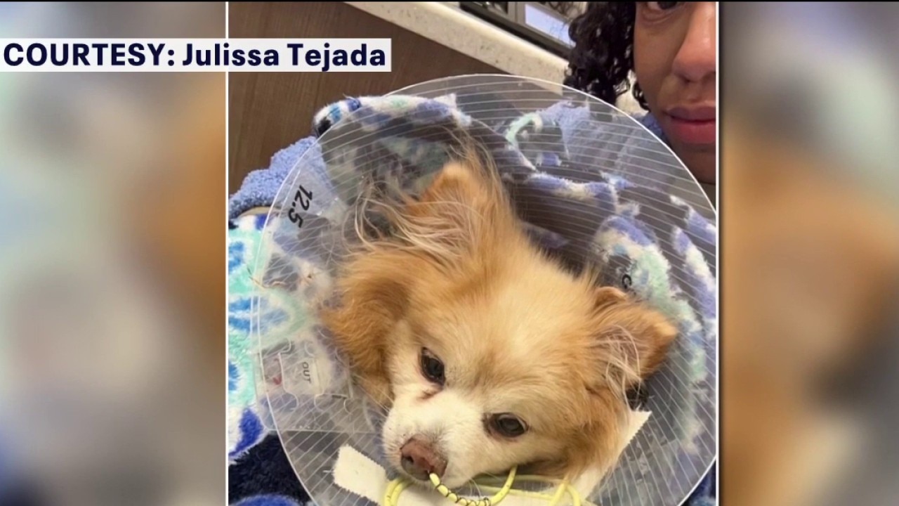 Dog dies after attack at dog beach