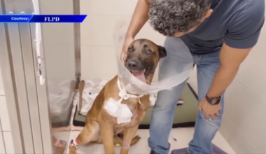 FLPD K-9 on the road to recovery after being shot during pursuit of suspected burglar; 911 call reveals new details - WSVN 7News | Miami News, Weather, Sports