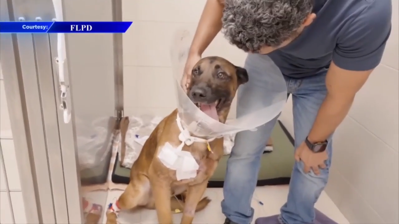 FLPD K-9 on the road to recovery after being shot during pursuit of suspected burglar; 911 call reveals new details - WSVN 7News | Miami News, Weather, Sports