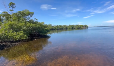 Volunteers adopt mangroves in Sanibel to help foster vital Florida ecosystem - WSVN 7News | Miami News, Weather, Sports