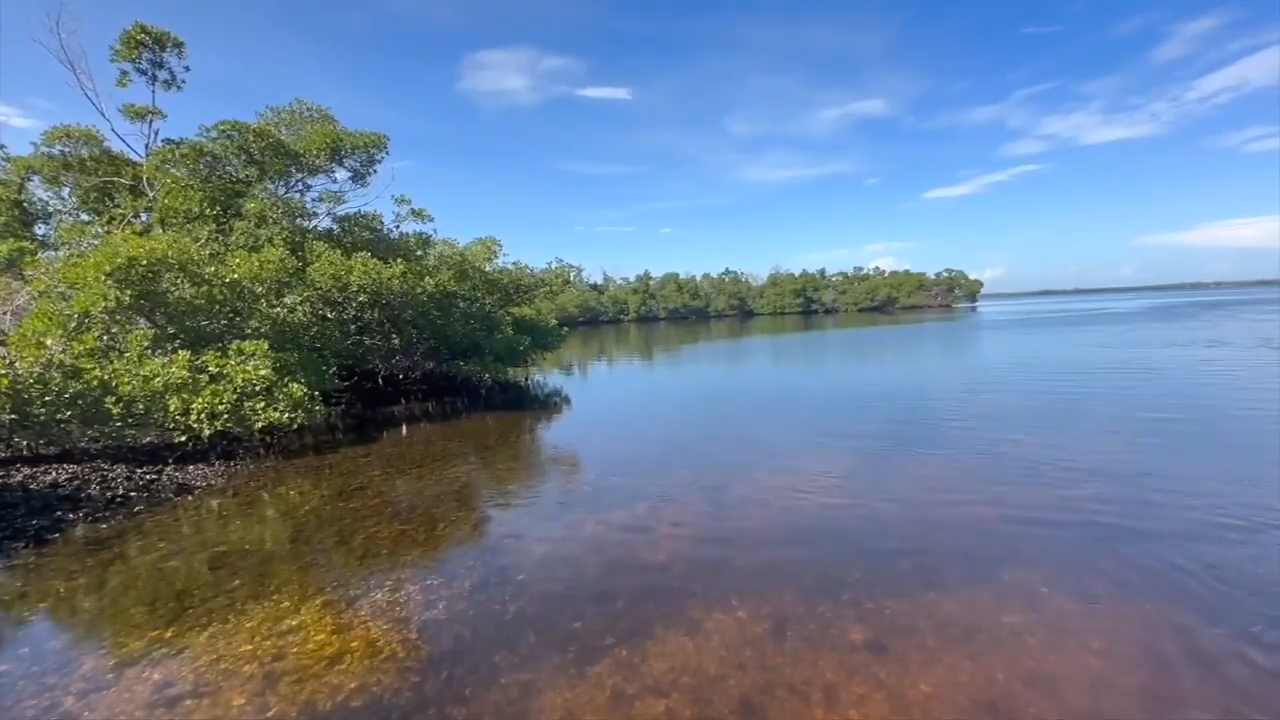 Volunteers adopt mangroves in Sanibel to help foster vital Florida ecosystem - WSVN 7News | Miami News, Weather, Sports