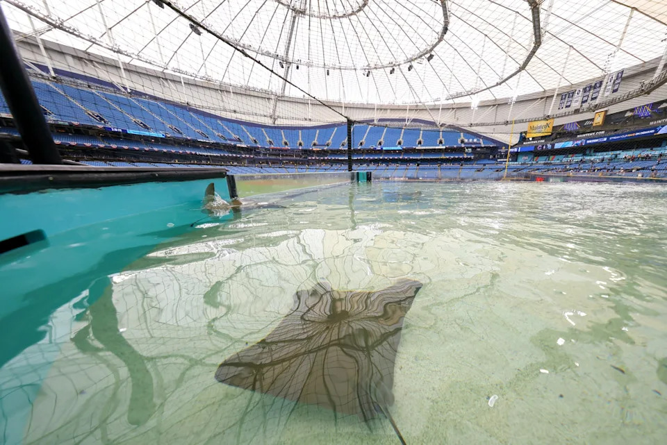ST. PETERSBURG, FL - APRIL 06: A cownose stingray swims in the outfield Tampa Bay Rays Touch Experience prior to the game between the Chicago Cubs and the Tampa Bay Rays at Tropicana Field on Monday, April 6, 2026 in St. Petersburg, Florida.