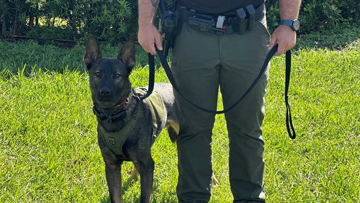 Newest K-9 in Martin County tracks down wanted suspect