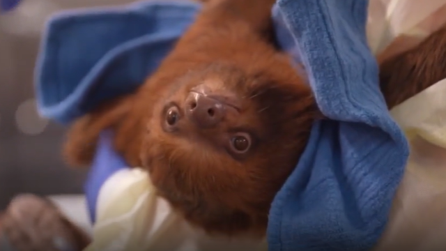 Sloths rescued from Sloth World continue to recover
