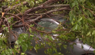 Tree falls onto family car in NW Miami-Dade as strong storms sweep across South Florida - WSVN 7News | Miami News, Weather, Sports