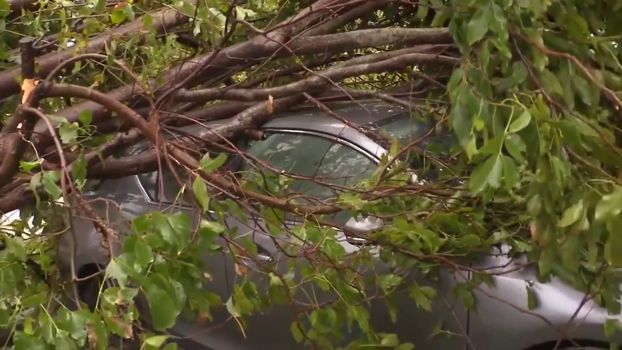 Tree falls onto family car in NW Miami-Dade as strong storms sweep across South Florida - WSVN 7News | Miami News, Weather, Sports