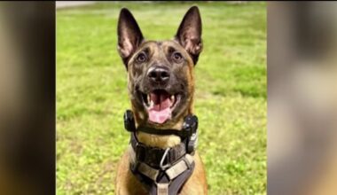 K-9 shot by burglary suspect in Fort Lauderdale continues to recover – NBC 6 South Florida