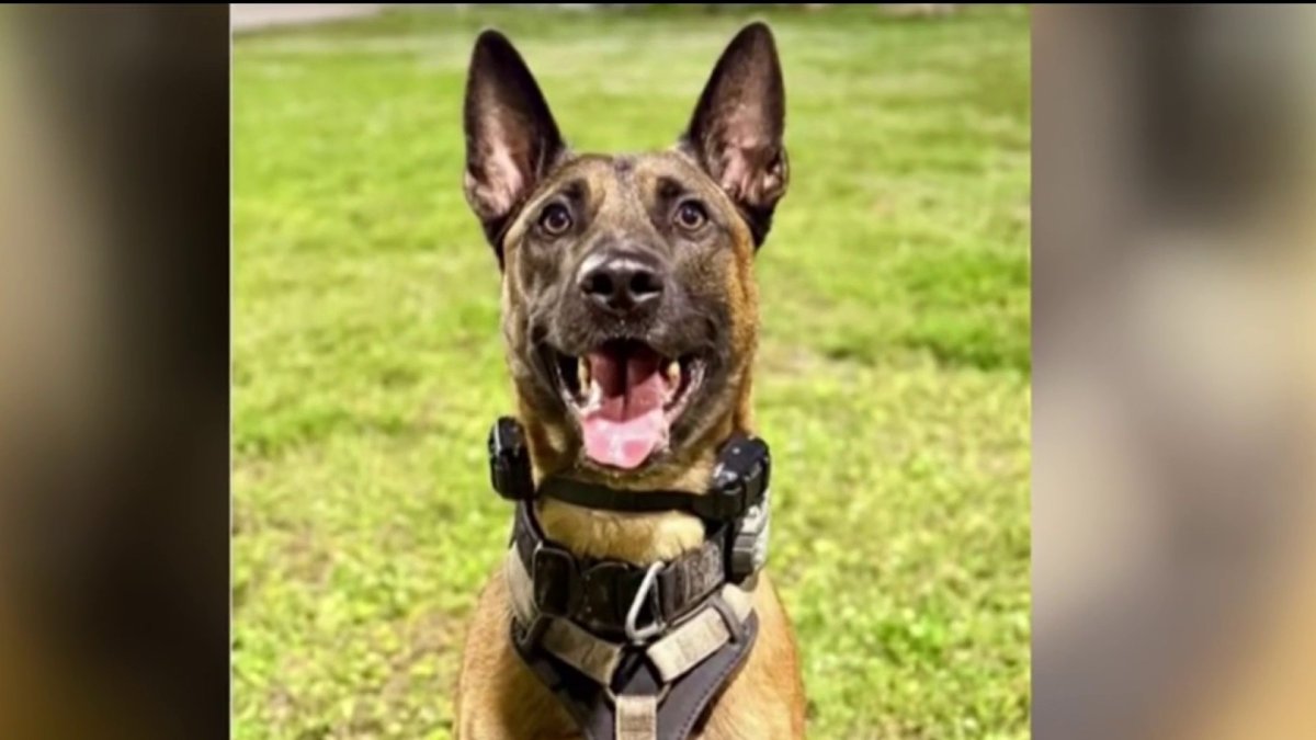 K-9 shot by burglary suspect in Fort Lauderdale continues to recover – NBC 6 South Florida
