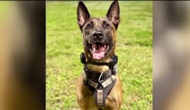 Fort Lauderdale Police K-9 recovering after being shot by burglary suspect – NBC 6 South Florida