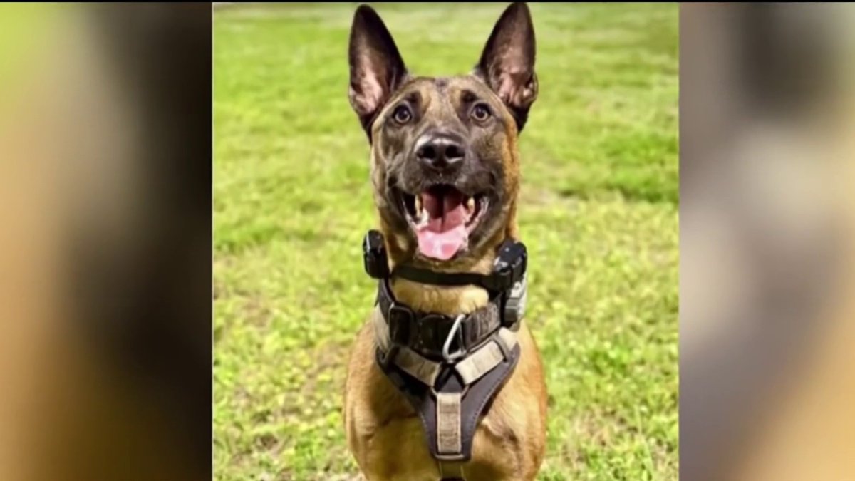 Fort Lauderdale Police K-9 recovering after being shot by burglary suspect – NBC 6 South Florida