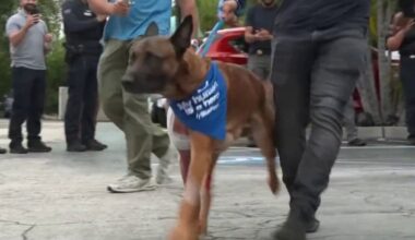 Hero K-9 Appie returns home after he was shot by burglary suspect – NBC 6 South Florida